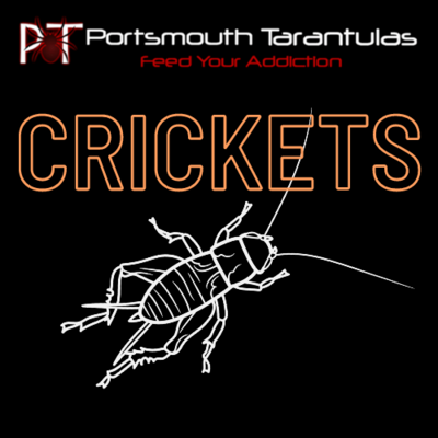 Extra-Large Silent Crickets pre-pack (20-30mm)
