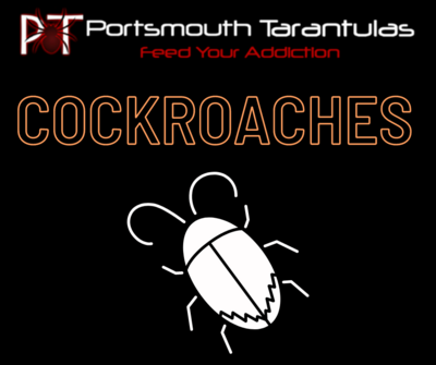 Dubia Roaches
