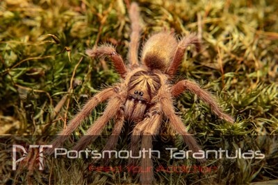 Neoholothele incei gold - Trinidad Olive Gold Female (7-8cm)