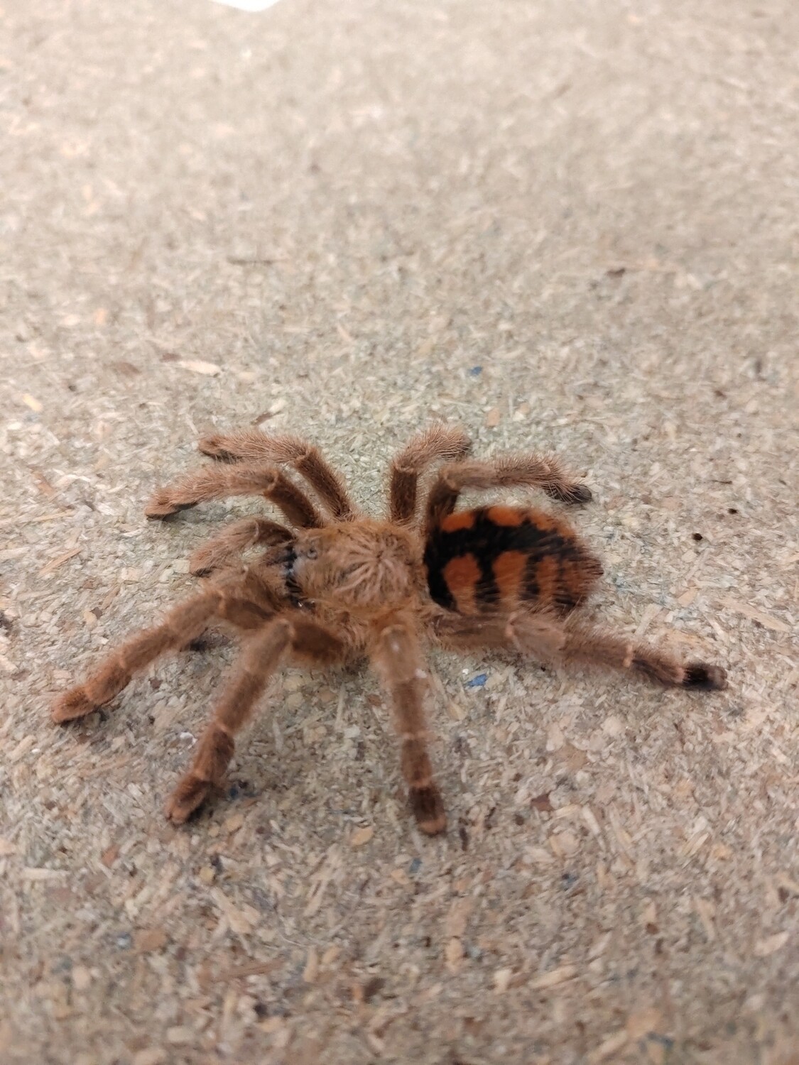 Avicularia minatrix - Red Slate Pink Toe S/A Female