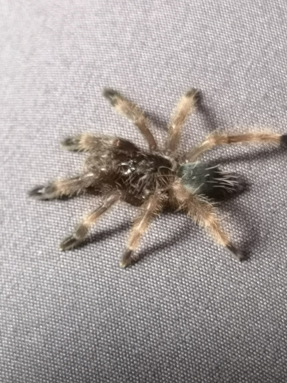 Psalmopoeus victori - Darth Maul (1-2cm)