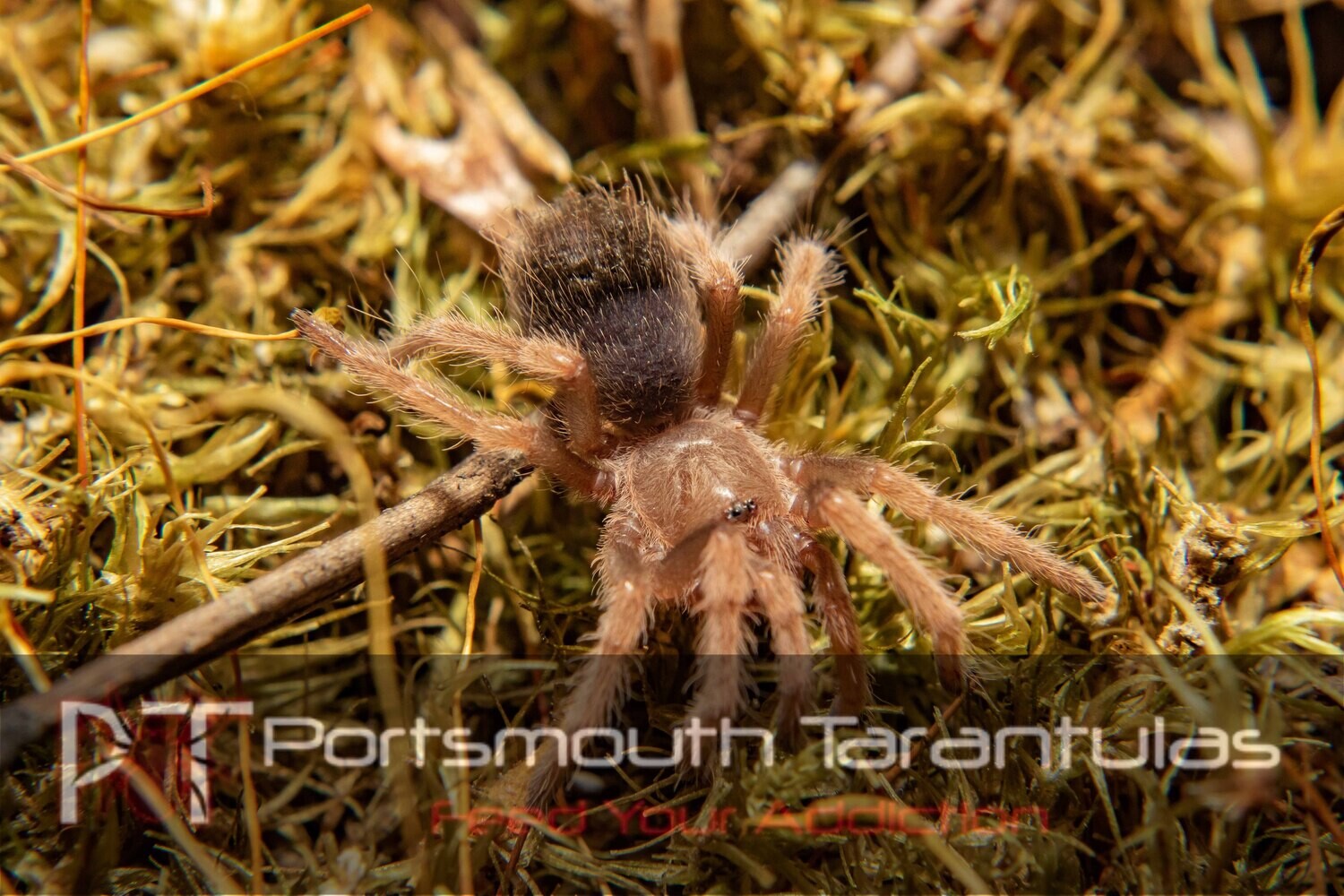 Brachypelma boehmei - Mexican Fireleg (4-5cm)