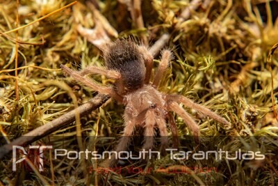 Brachypelma boehmei - Mexican Fireleg (5-6cm)