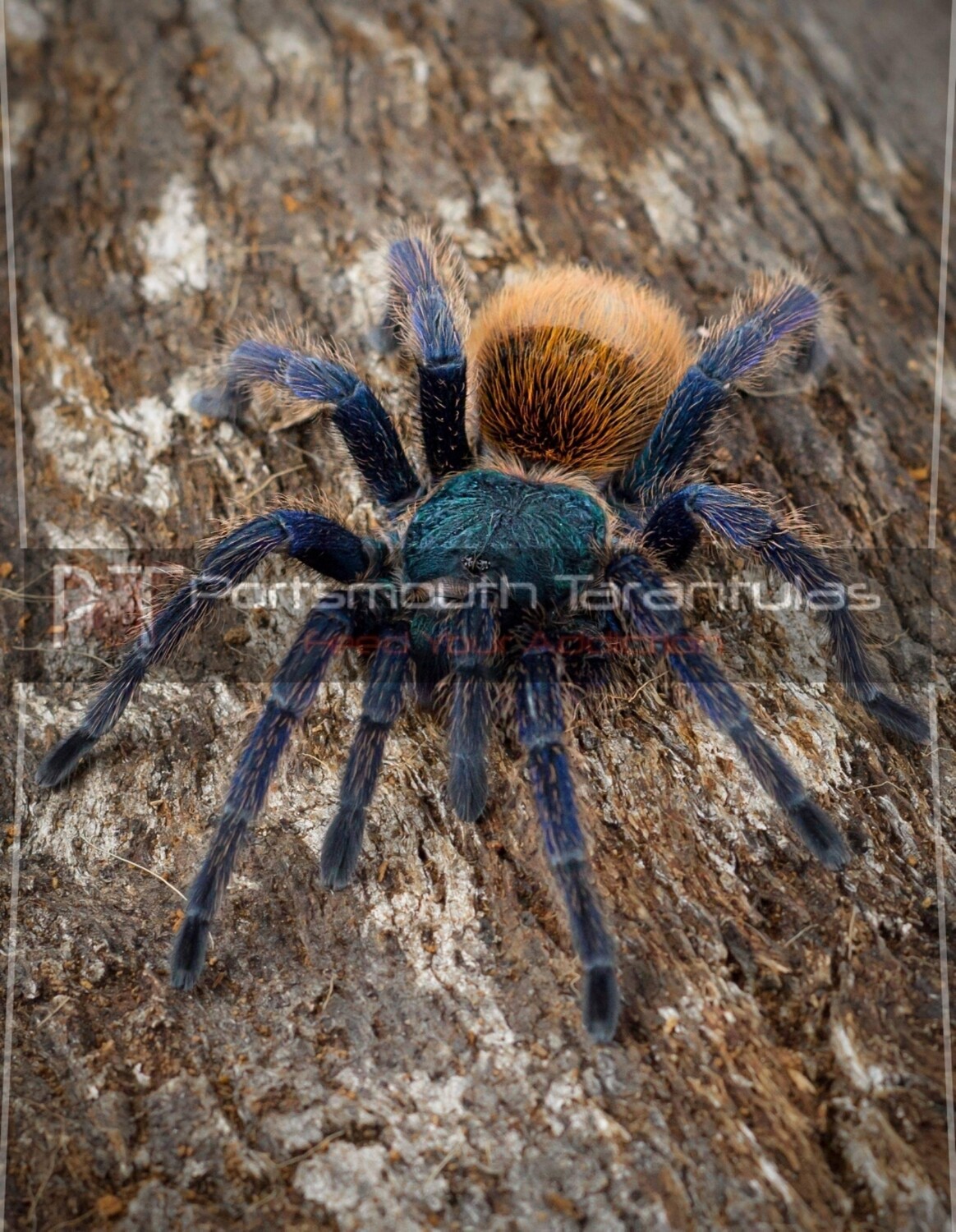 Chromatopelma cyaneopubescens - GBB Green Bottle Blue Female (8-9cm)