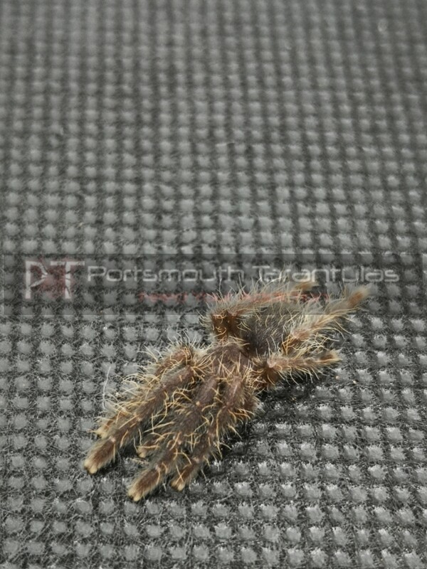 Cyriopagopus sp Hati Hati Purple Earth Tiger (3-4cm)