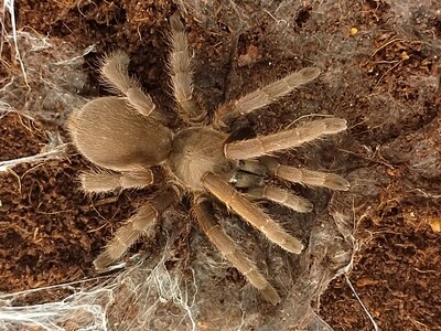 Selenocosmia javanensis - Java Fury (5-6cm)
