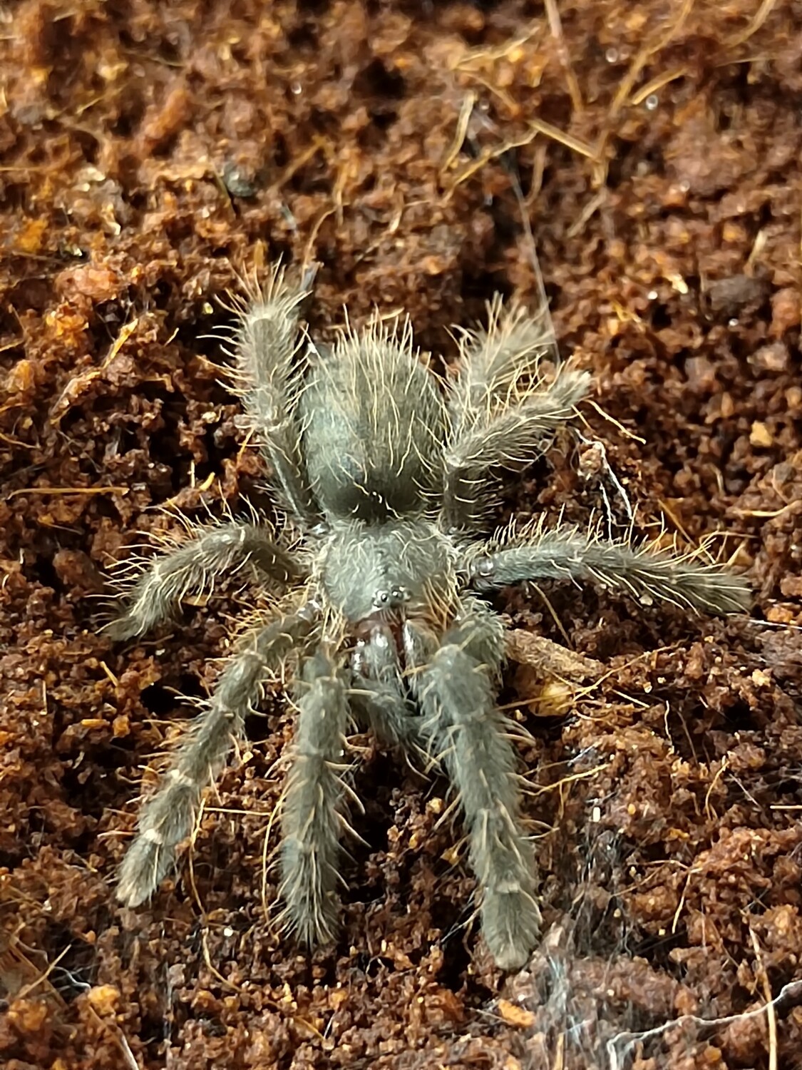 Phormingochilus arboricola - Borneo Black (1-2cm)
