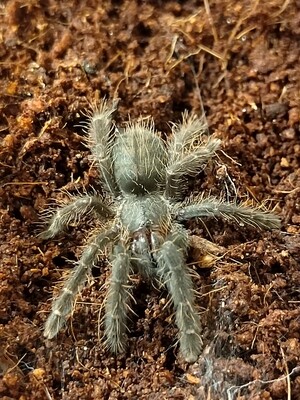 Phormingochilus arboricola - Borneo Black (1-2cm)
