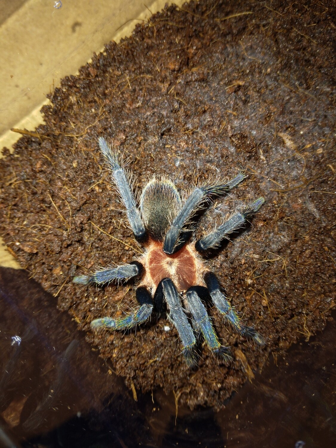 Holothele longipes Female (5-6cm)