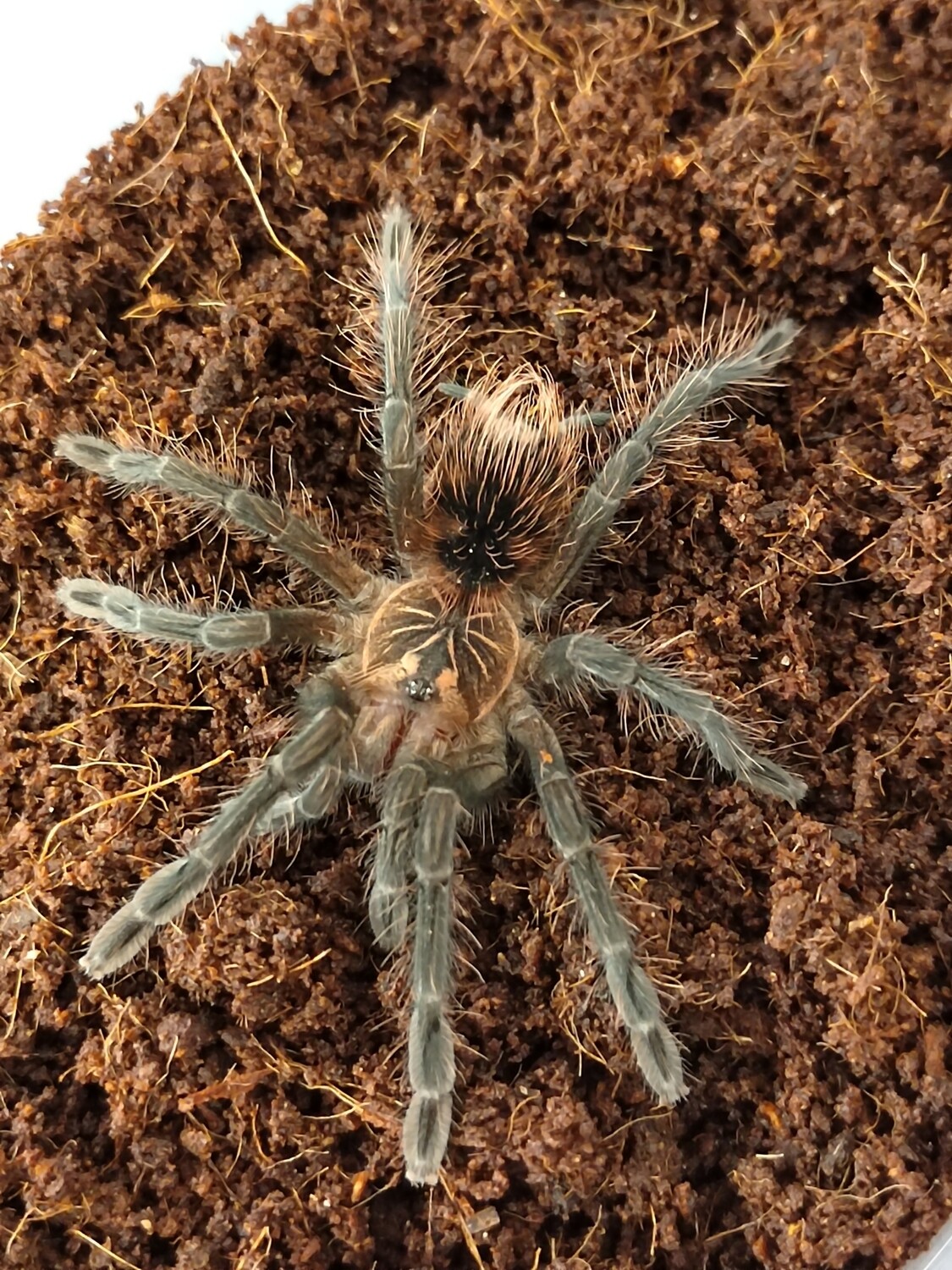 Pamphobeteus sp. Nigricolor (15-16cm)