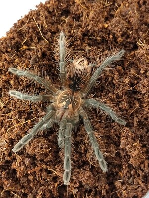 Pamphobeteus sp. Nigricolor (15-16cm)