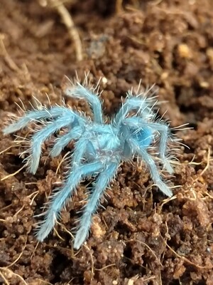 Phormictopus sp. Dominican Purple - Dominican Violet (3-4cm)