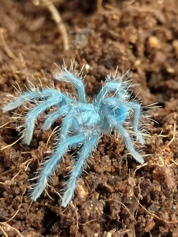 Phormictopus sp. Dominican Purple - Dominican Violet (3-4cm)