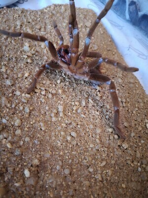 Hysterocrates gigas - Cameroon Red Baboon (6-7cm)