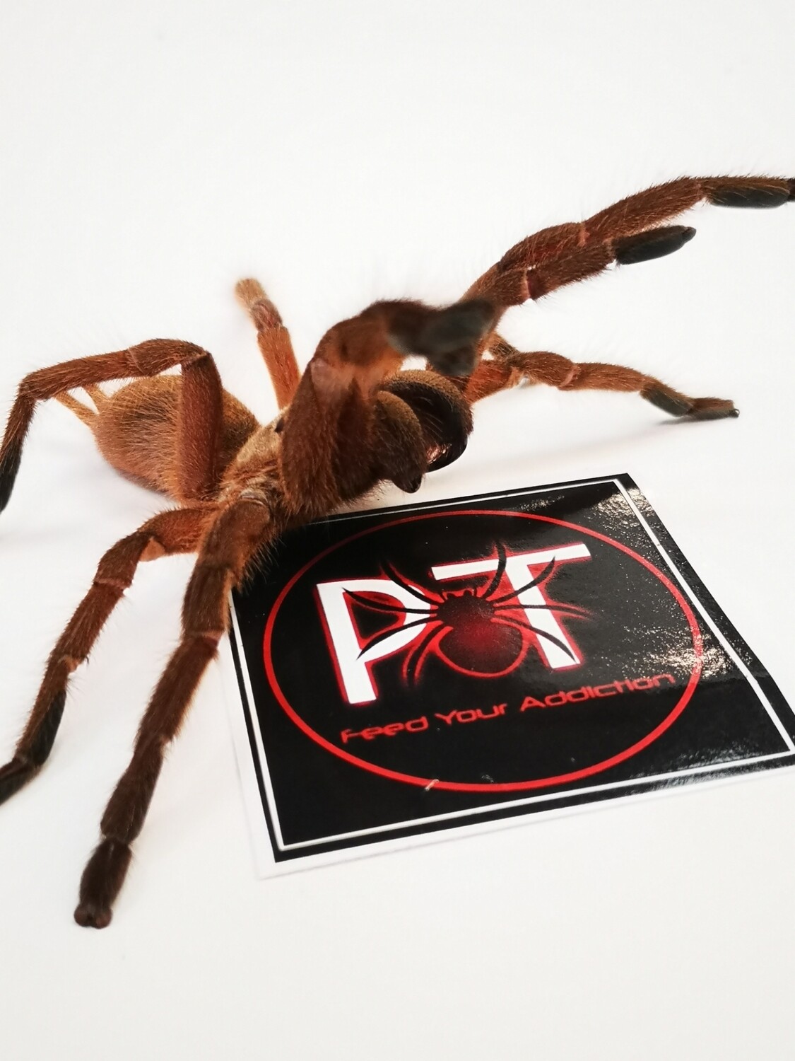 Chilobrachys Huahini - Asian fawn (8-9cm)