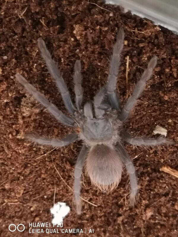 Lasiocyano sazimai - Iridescent Blue (7-8cm)