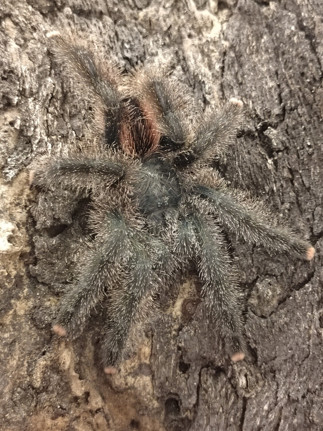 Avicularia juruensis (M2) - Peruvian Pink Toe (7-8cm)