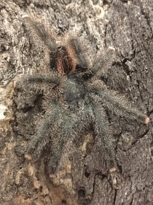 Avicularia juruensis (M2) - Peruvian Pink Toe (7-8cm)