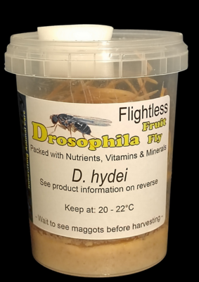 Drosophila hydei (Flightless Fruit Flys)