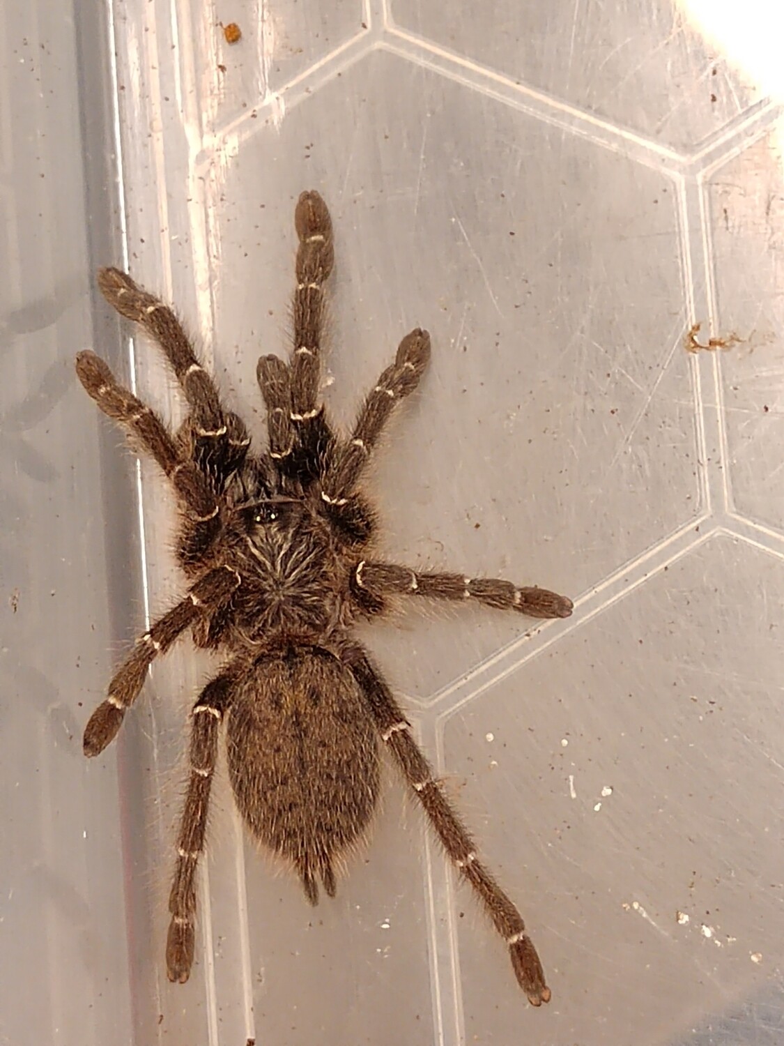 Pterinochilus murinus - OBT &#39;Zimbabwe / Botswana (1-2cm)