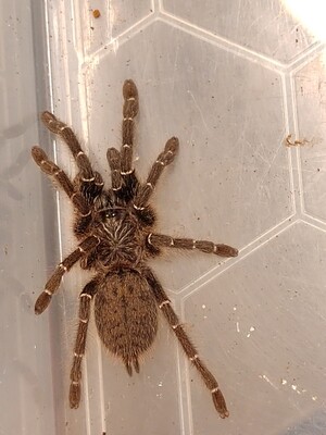 Pterinochilus murinus DCF - OBT 'Zimbabwe / Botswana (3-4cm)