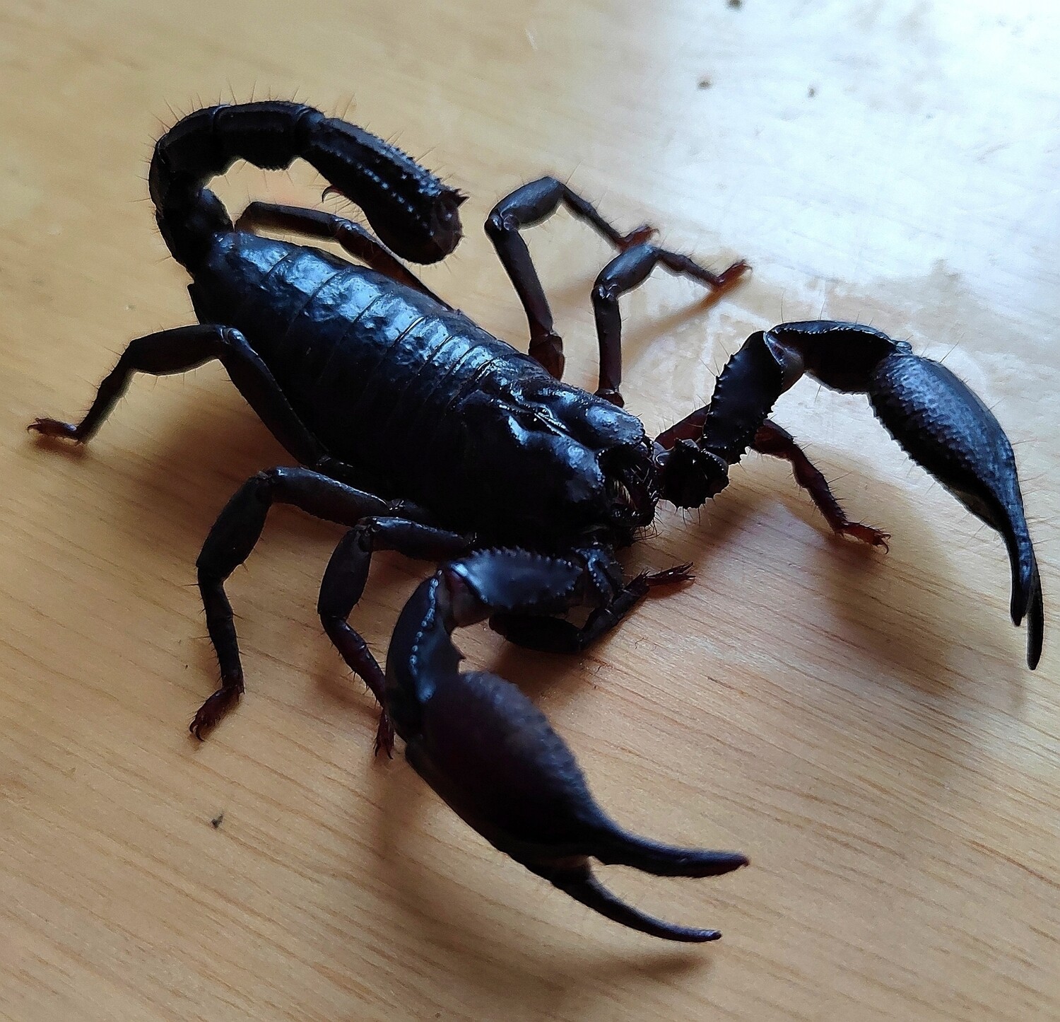 Javanimetrus cyaneus (Scorpling) - Asian blue scorpion