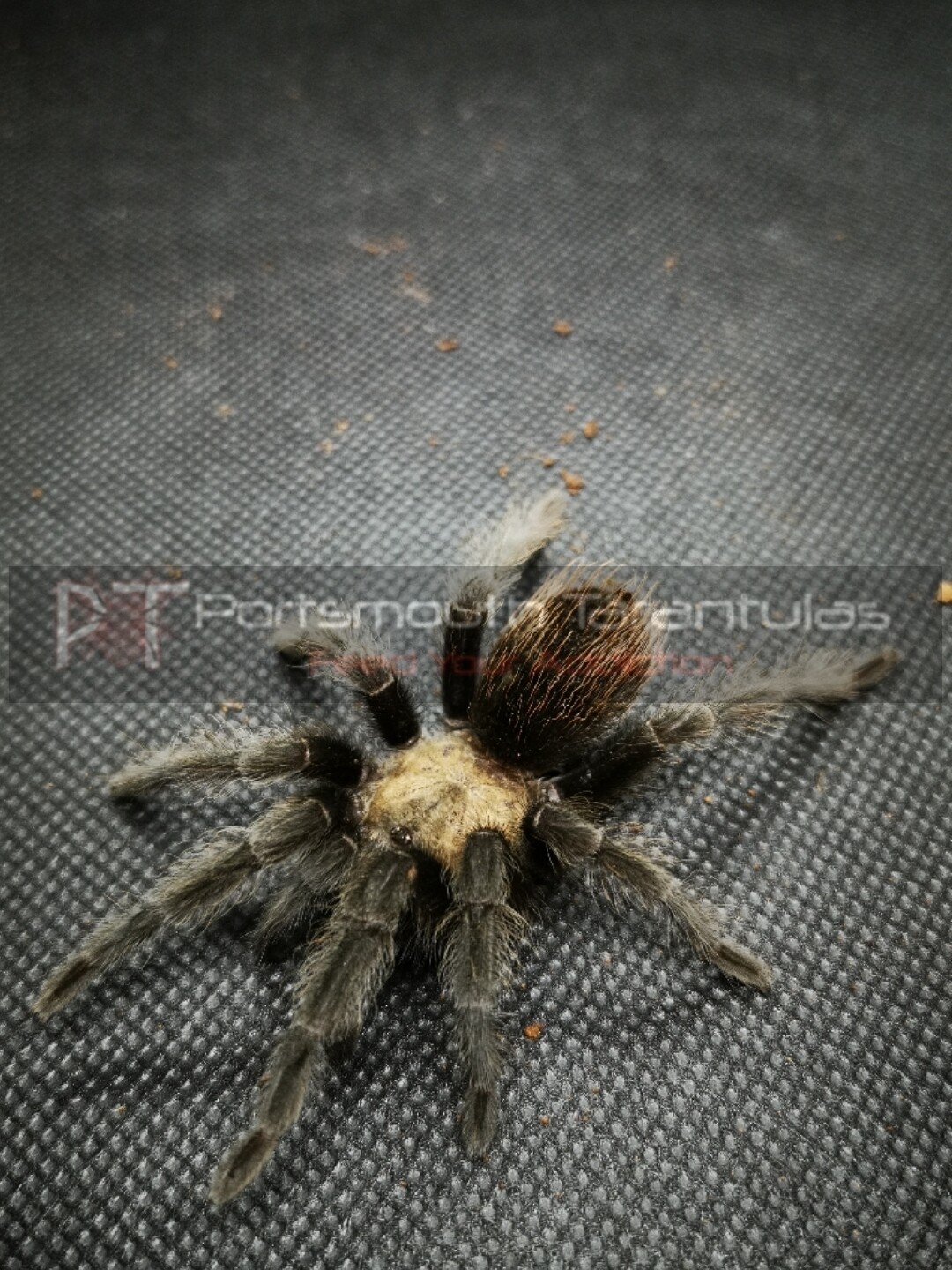 Brachypelma albiceps - Golden red rump Female (11-12cm) 