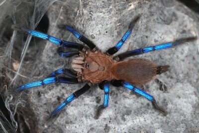 Birupes simoroxigorum Neon blue leg (4-5cm)