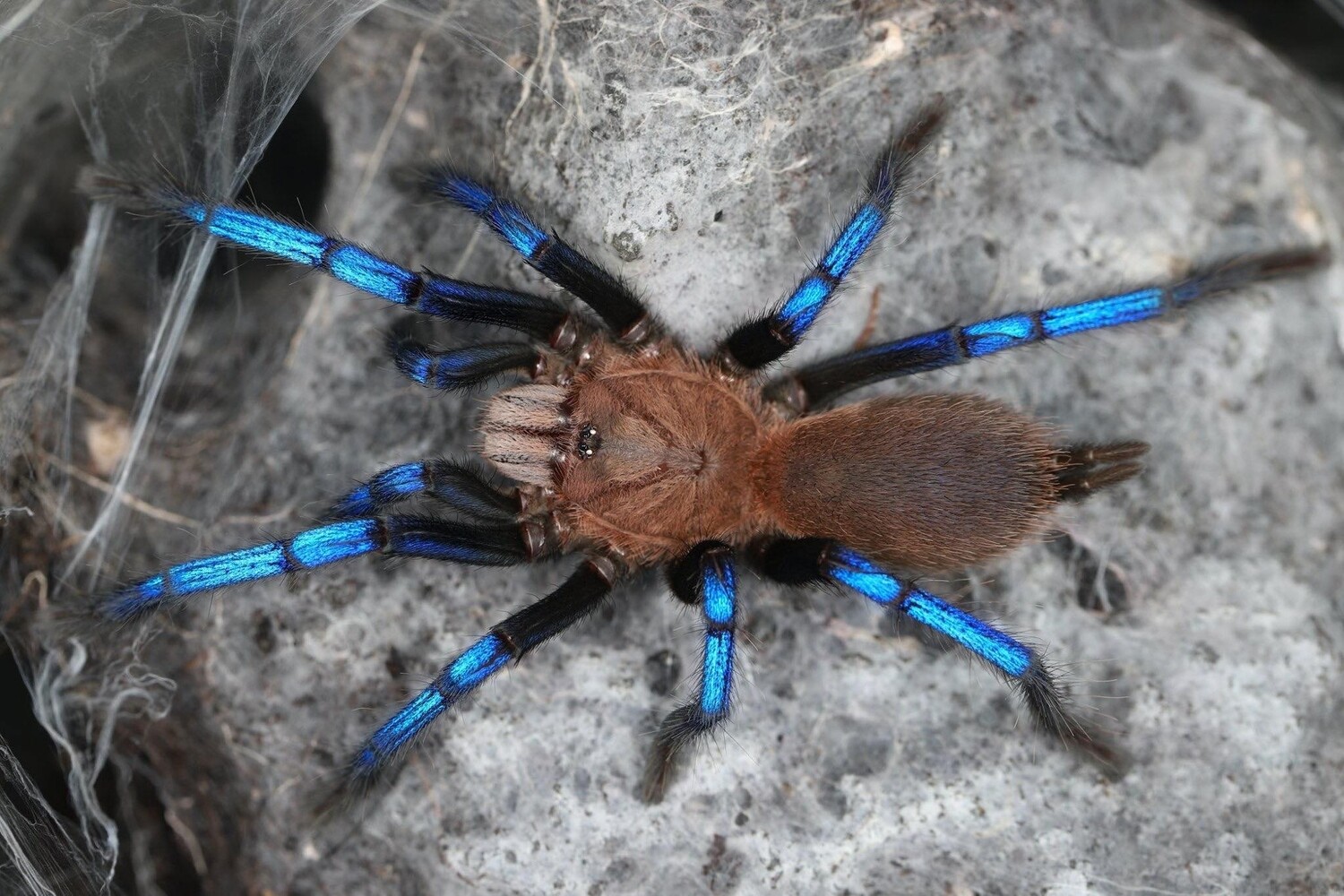 Birupes simoroxigorum Neon blue leg (1-2cm)