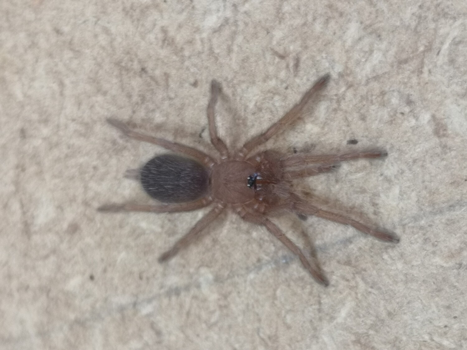 Haplocosmia himalayana - Himalayan earth tiger (2-3cm)