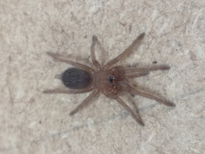 Haplocosmia himalayana - Himalayan earth tiger (4-5)