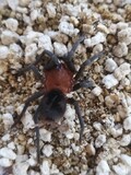 Bumba horrida - Brazilian Redhead Male  (8-10cm)