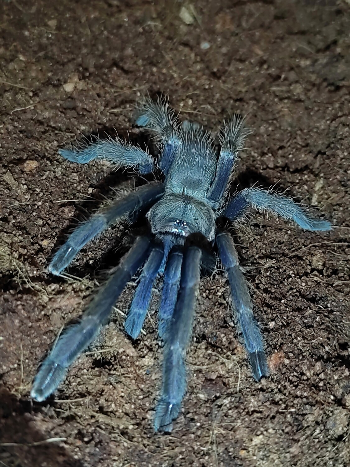Chilobrachys dyscolus - Vietnam Blue Female (15-16cm)