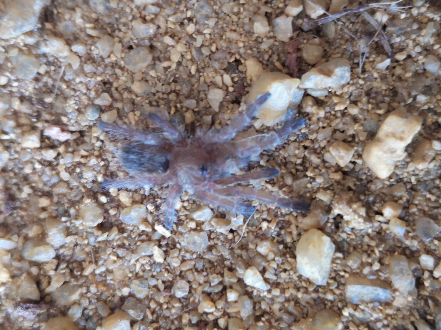 Pterinochilus lugardi - Fort Hall Baboon (7-8cm)