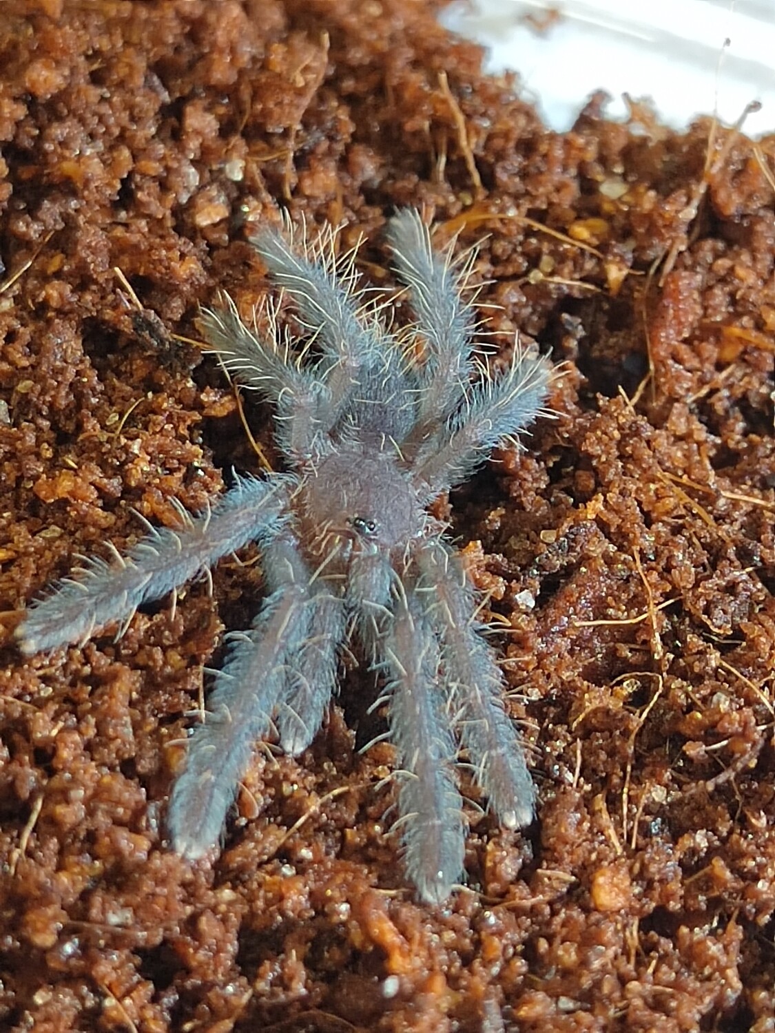 Cyriopagopus sp. Sumatran tiger (2-3cm)