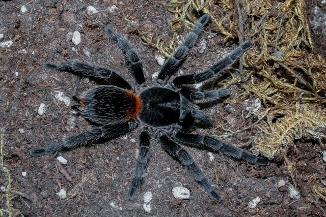 Homoeomma chilensis - Chilean Flame 0.5cm