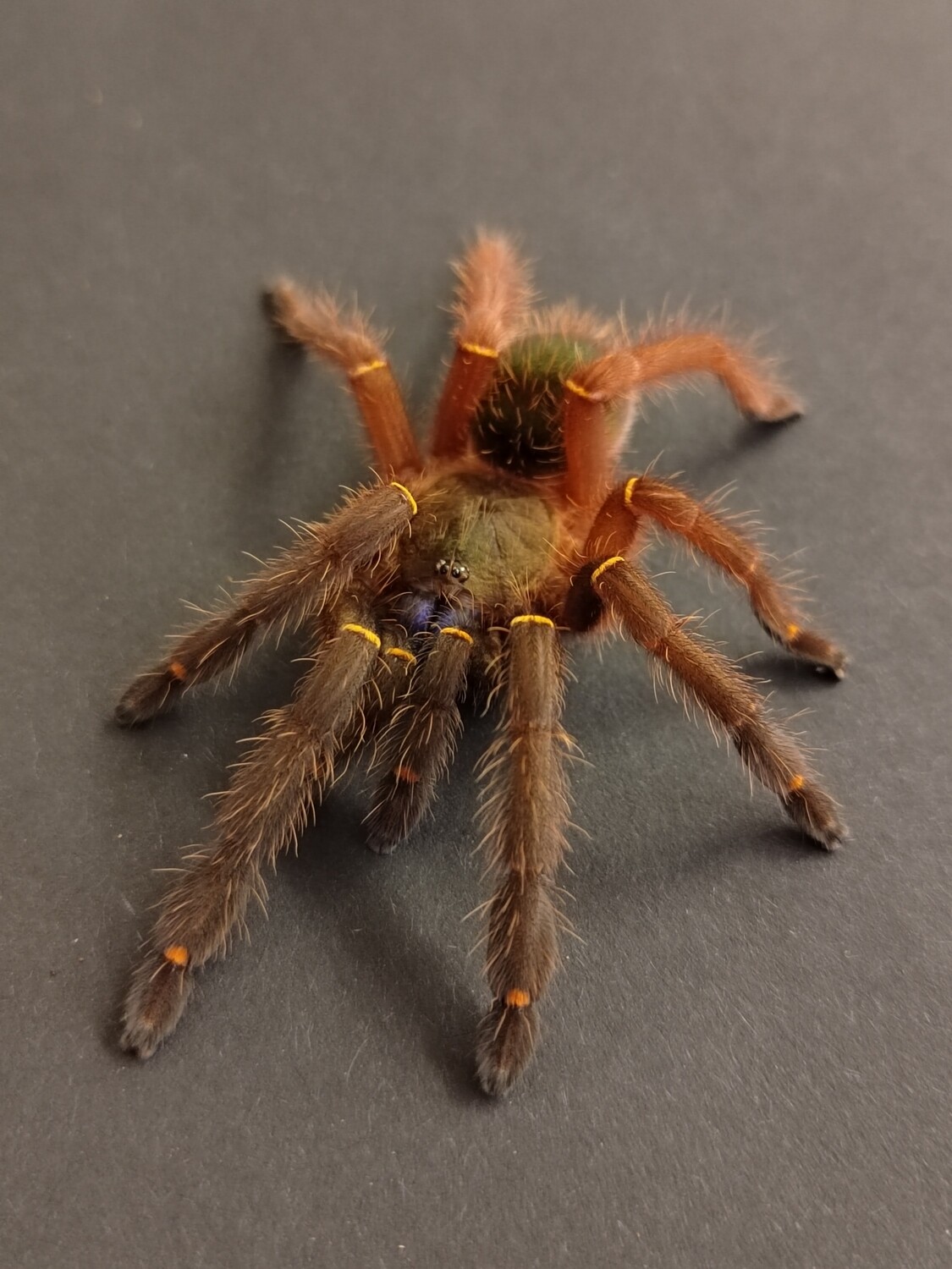 Ephebopus cyanognathus - Blue Fang (1-2cm)