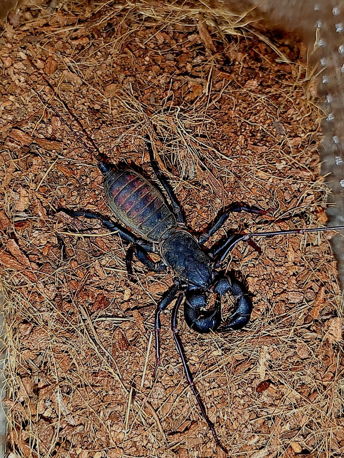 Thelyphonus sp. Indonesian vinegaroon
