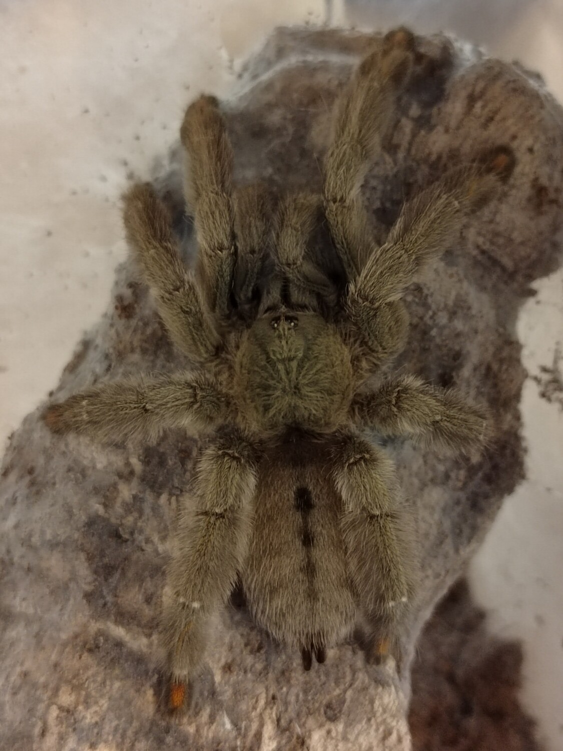 Psalmopoeus cambridgei - Trinidad Chevron (2-3cm)