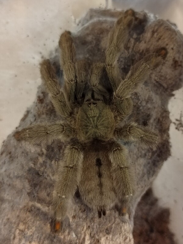 Psalmopoeus cambridgei - Trinidad Chevron (1-2cm)