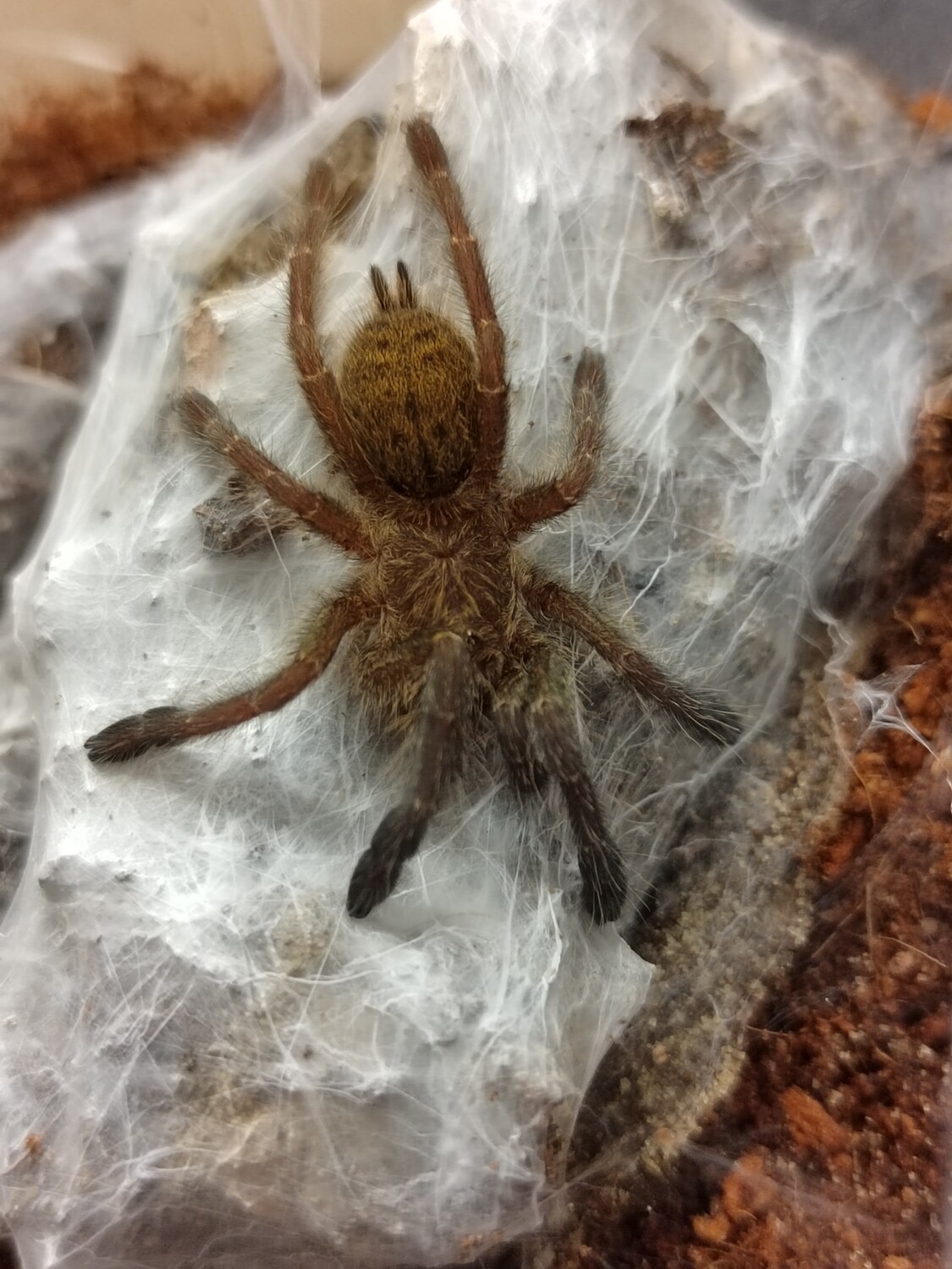 Pterinochilus murinus - DCF Mikumi Starburst (1-2cm)