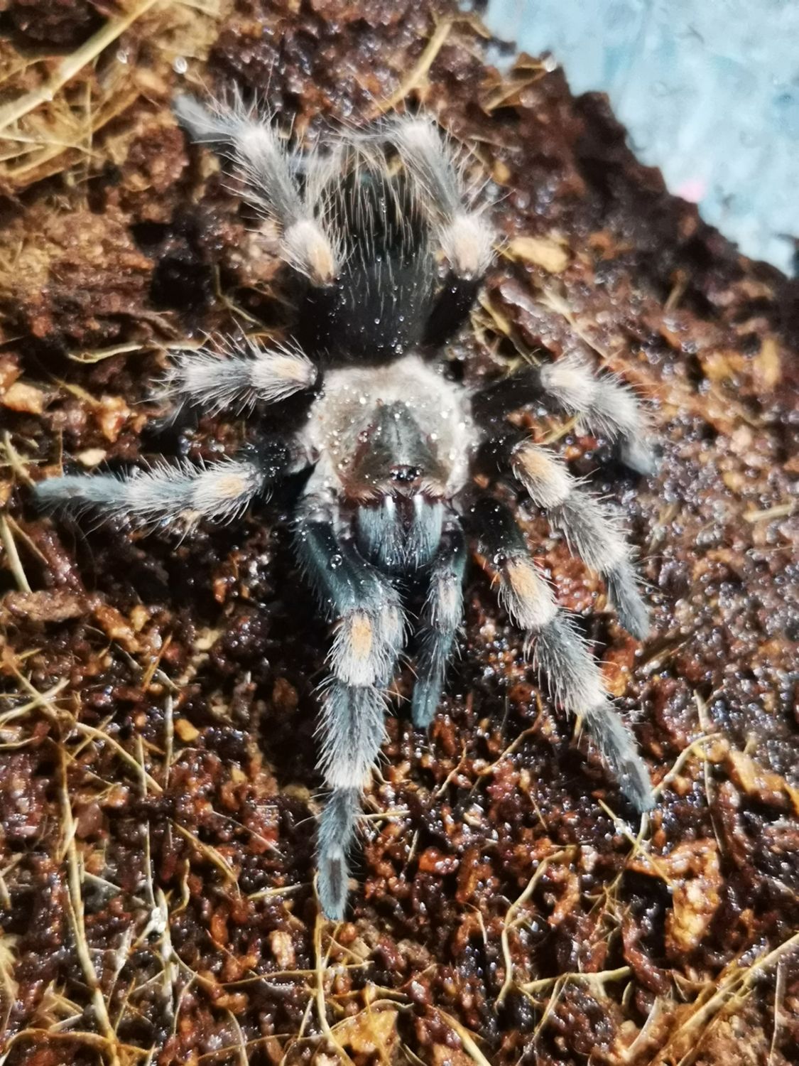 Brachypelma auratum - Mexican flame knee Female (8-9cm)