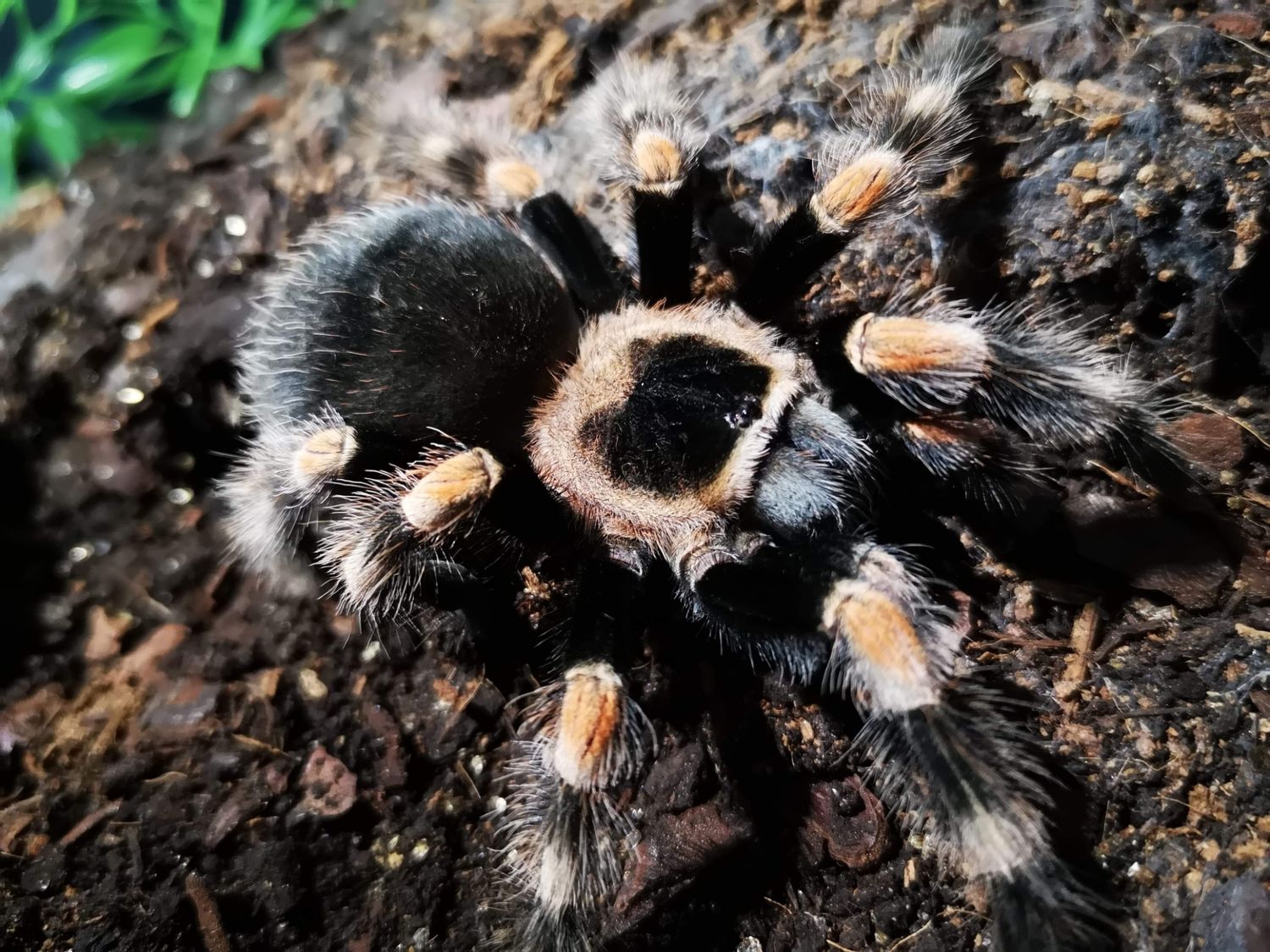 Brachypelma hamorii - Mexican Red knee Male (9-10cm)