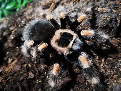 Brachypelma hamorii - Mexican Red knee Male (9-10cm)