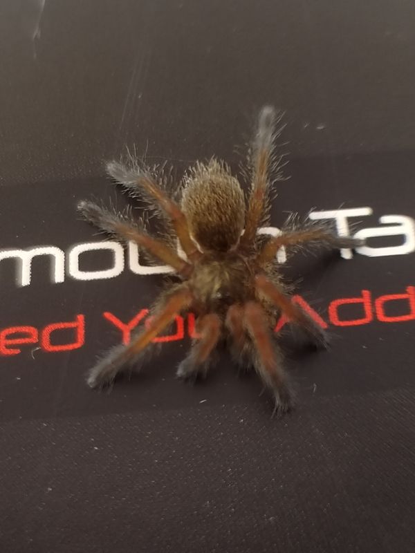 Harpactira pulchripes - Golden Blue Leg Baboon (3-4cm)