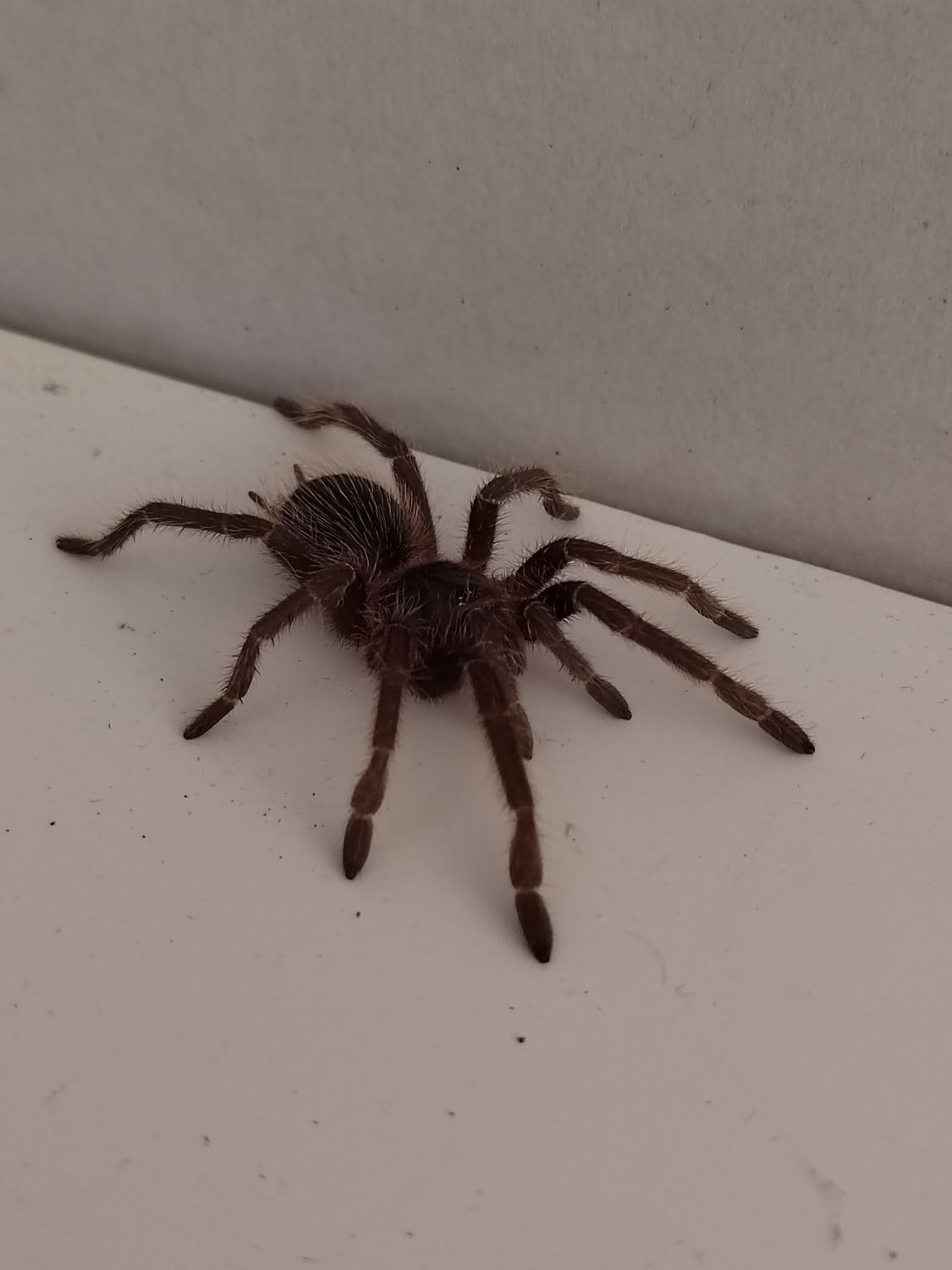 Lasiodora klugi - Bahia Scarlet Birdeater (6-7cm)