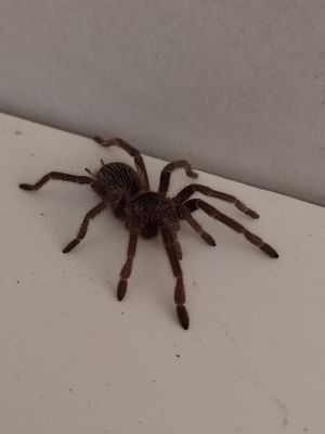 Lasiodora klugi - Bahia Scarlet Birdeater (6-7cm)