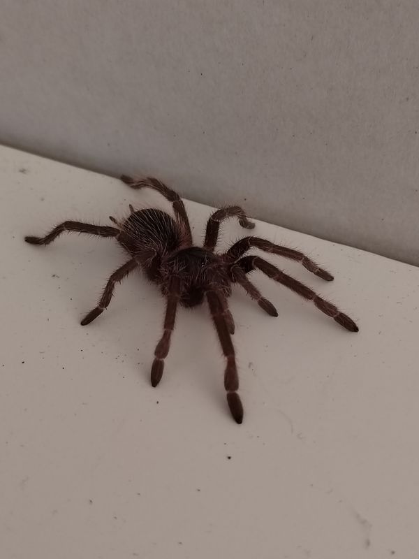 Lasiodora klugi - Bahia Scarlet Birdeater (6-7cm)