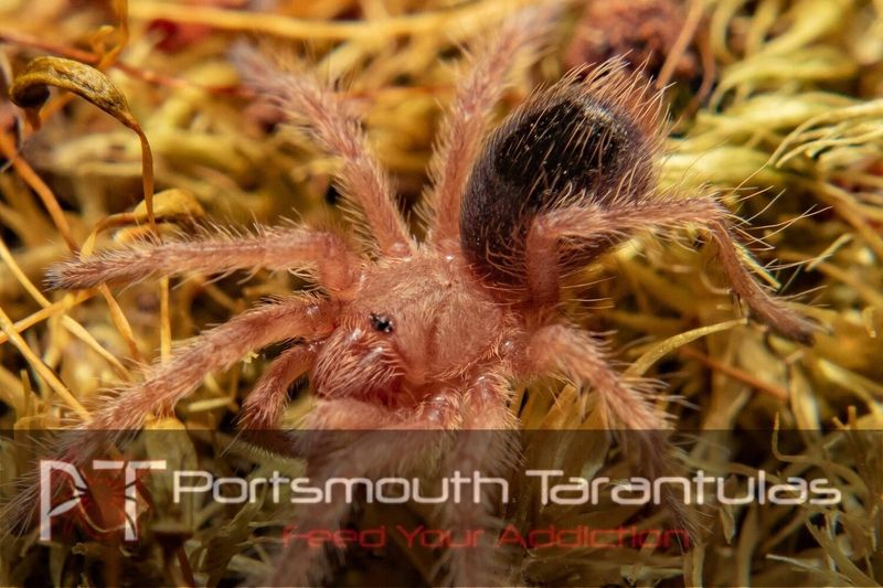 Grammostola rosea red 2-3cm
