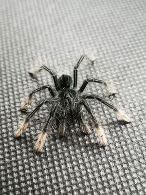 Theraphosa apophysis - Pink foot goliath (5-6cm)